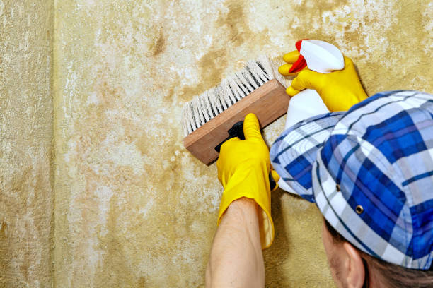Best Mold Prevention Services  in Clute, TX