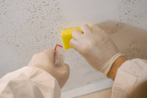 Best Mold Remediation for Healthcare Facilities  in Clute, TX